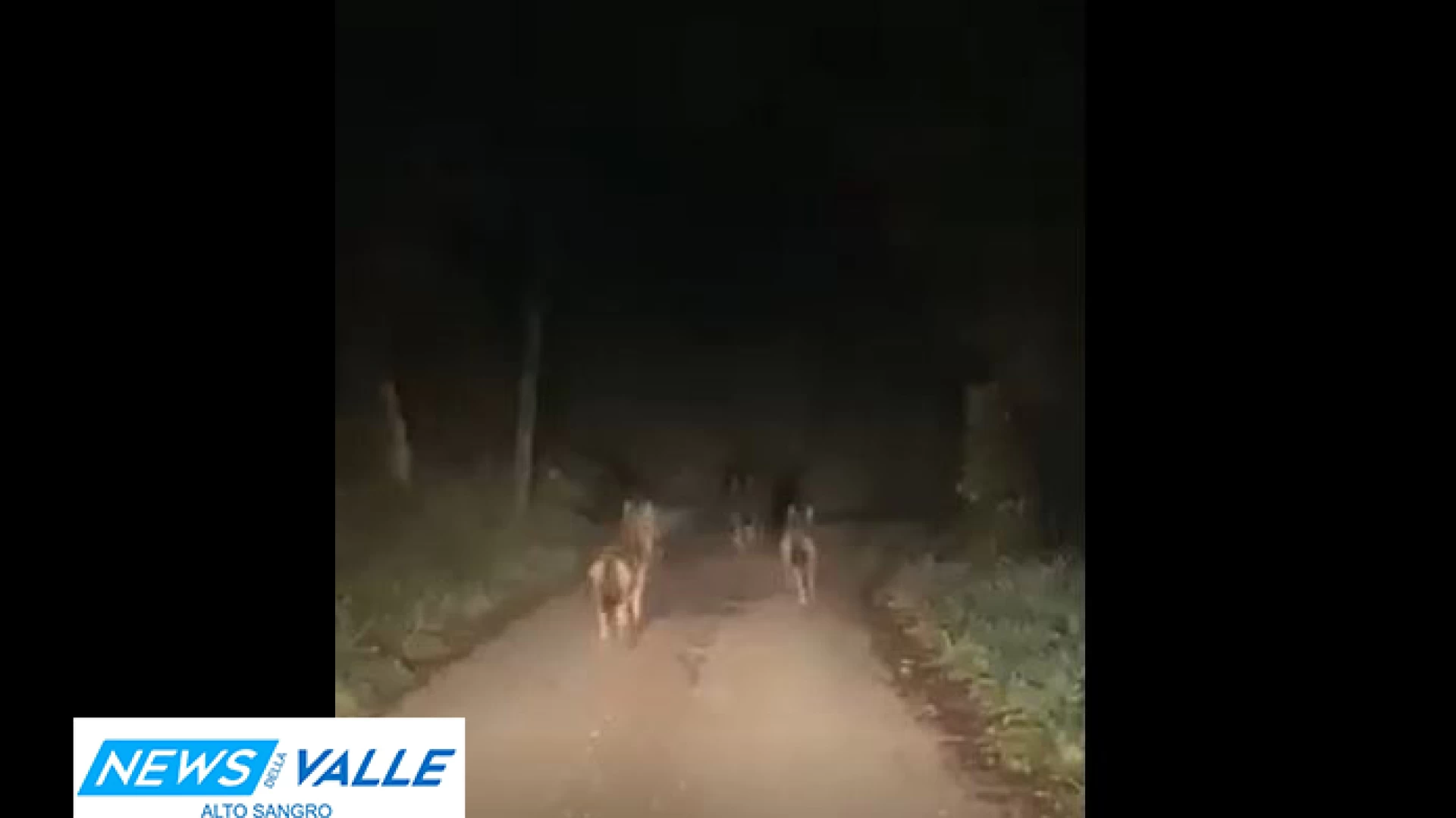 Lupi nell’Alto Casertano al confine con il Molise. Tre esemplari avvistati tra Fontegreca e Prata Sannita. Guarda il video.